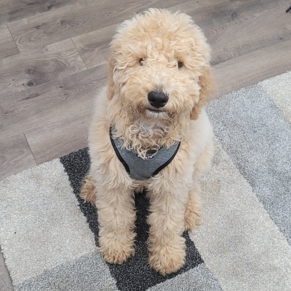 Meet your Posher Nighty Life - Picture 2 of 6